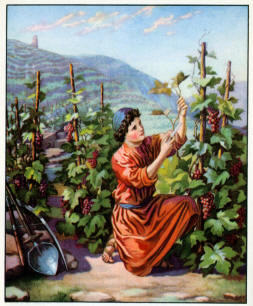 Boy working in vineyard